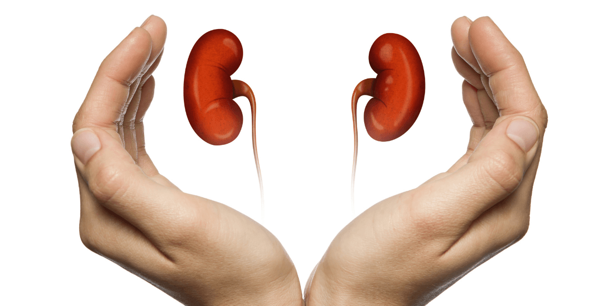 What Should You Know About Kidney Function?